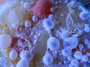 küf siyah arkaplanda izole edildi