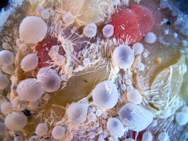 küf siyah arkaplanda izole edildi