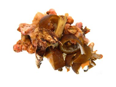 Beyaz arka plan üzerinde izole kemik