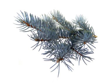 Beyaz arkaplanda izole edilmiş ağaç