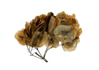 beyaz arkaplanda kuru yaprak izole