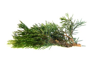 thuja dalı beyaz arkaplanda izole edildi