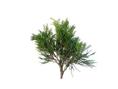 thuja dalı beyaz arkaplanda izole edildi