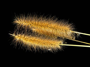 sazlık siyah arkaplanda izole edildi