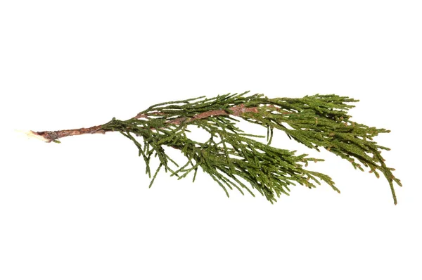 Thuja ramo isolado no fundo branco — Fotografia de Stock