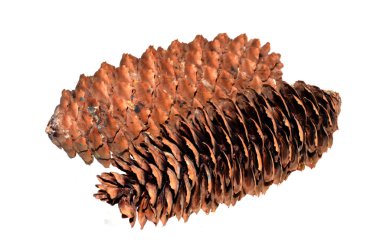 tümsek beyaz arkaplanda izole edildi