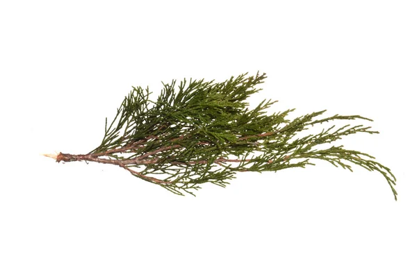 Thuja-Ast isoliert auf weißem Hintergrund — Stockfoto