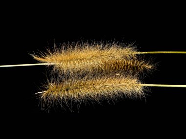 sazlık siyah arkaplanda izole edildi