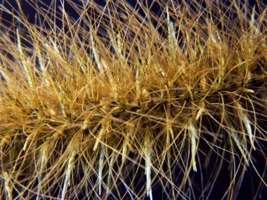 sazlık siyah arkaplanda izole edildi