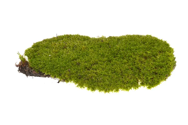 Beyaz arkaplanda yosun izole edildi