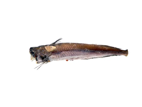 Pescado congelado aislado sobre fondo blanco — Foto de Stock