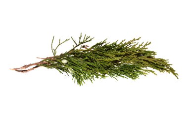 thuja dalı beyaz arkaplanda izole edildi