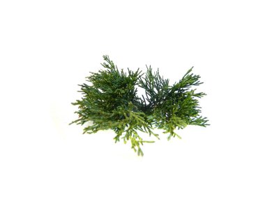thuja dalı beyaz arkaplanda izole edildi