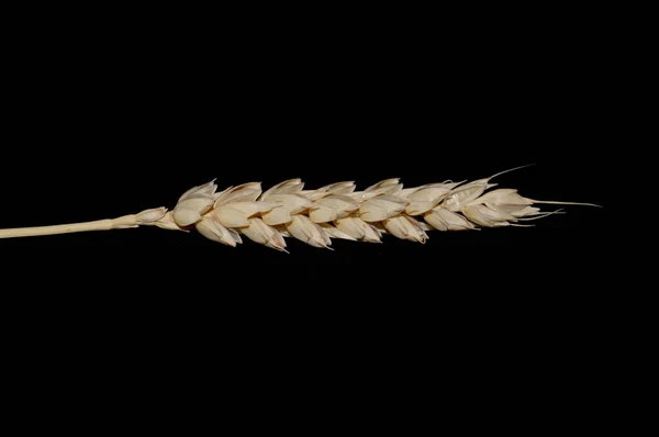 Weizen isoliert auf weißem Hintergrund — Stockfoto