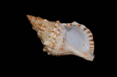 cockleshell isolated on black background