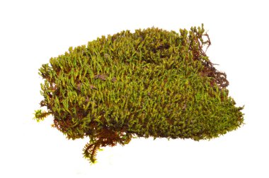 Beyaz arkaplanda yosun izole edildi