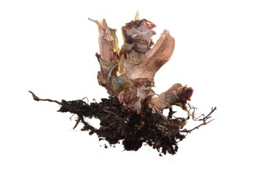 Beyaz arka plan üzerinde izole bitki kök