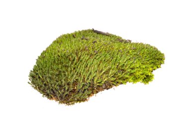 Beyaz arkaplanda yosun izole edildi