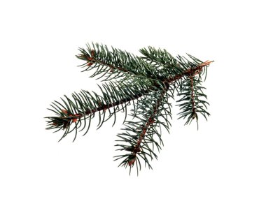 Beyaz arkaplanda izole edilmiş noel ağacı dalı