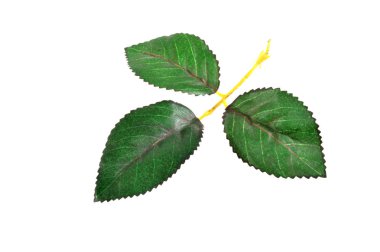 Beyaz arkaplanda yeşil yaprak izole edildi