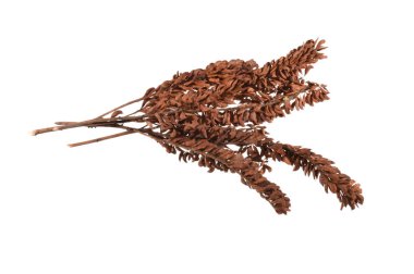 Beyaz arka plan üzerinde izole akasya tohumları