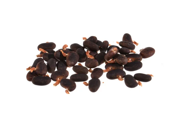 Acacia seeds isolated on white background — Stock Photo, Image
