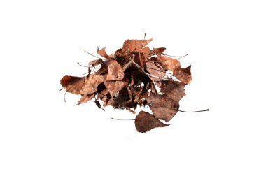 beyaz arkaplanda kuru yapraklar izole