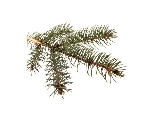 Kerstboom tak geïsoleerd op witte achtergrond — Stockfoto