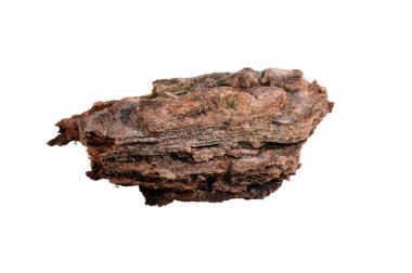 Beyaz arkaplanda ağaç kabuğu izole
