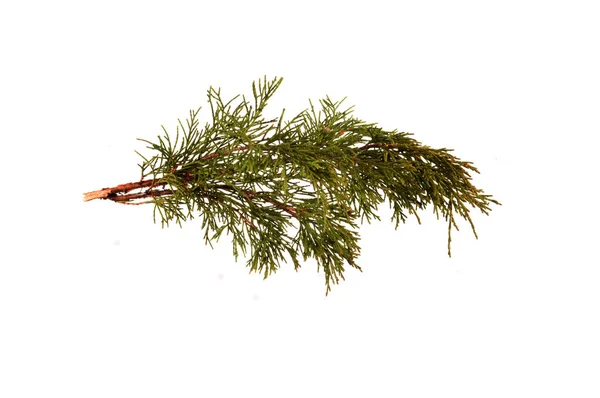 Thuja tak geïsoleerd op witte achtergrond — Stockfoto