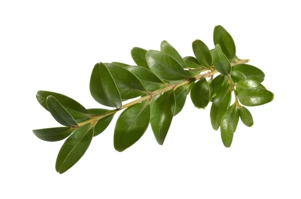 Зелений лист рослини ізольований на білому тлі — стокове фото