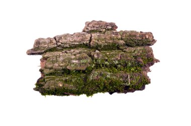 Beyaz arkaplanda ağaç kabuğu izole