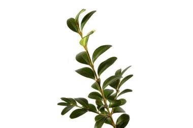 Beyaz arkaplanda izole edilmiş bir bitkinin yeşil yaprağı