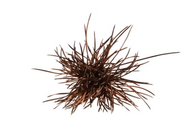 Beyaz arkaplanda kuru noel ağacı iğneleri izole edilmiş.