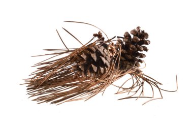 Beyaz arkaplanda kuru noel ağacı iğneleri izole edilmiş.