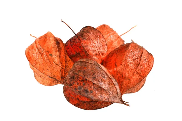 Dry flower bud isolated on white background — ストック写真