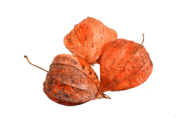 Dry flower bud isolated on white background — ストック写真