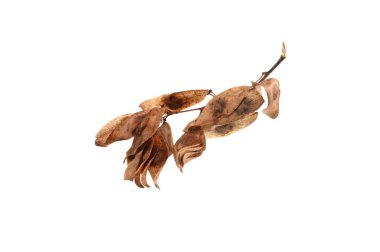 beyaz arkaplanda kuru yapraklar izole