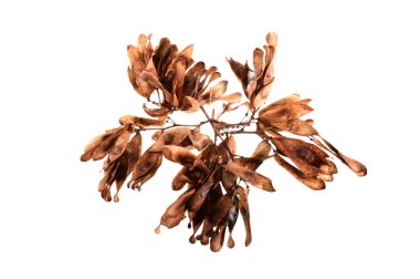 beyaz arkaplanda kuru yapraklar izole