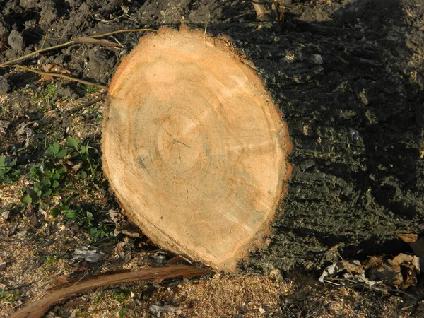 Árbol aserrado en un parque en invierno — Foto de Stock