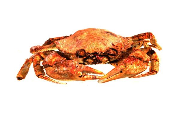 Crab isolated on white background — Stock Photo, Image