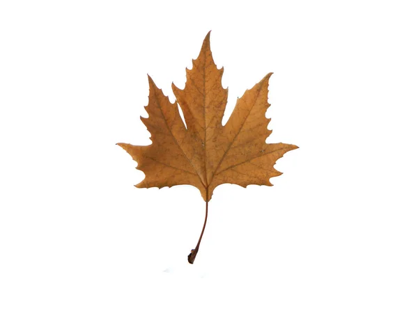 Dry tree leaf isolated on white background — Stock Photo, Image