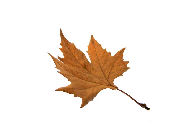 Feuille d'arbre sèche isolée sur fond blanc — Photo