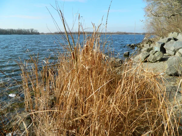 Cañas secas en invierno junto al río — Foto de Stock