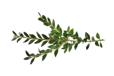 Beyaz arkaplanda yeşil dal izole edildi