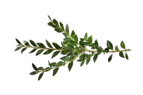 Beyaz arkaplanda yeşil dal izole edildi