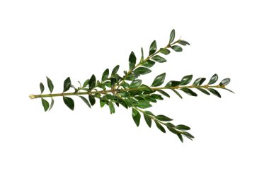 Beyaz arkaplanda yeşil dal izole edildi