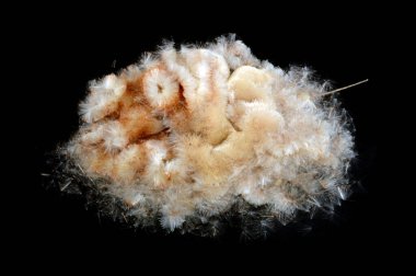 sazlık siyah arkaplanda izole edildi