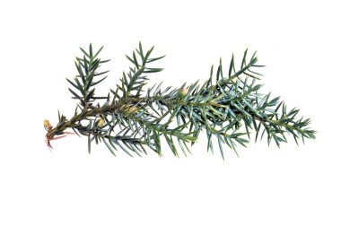 Beyaz arkaplanda izole edilmiş noel ağacı dalı