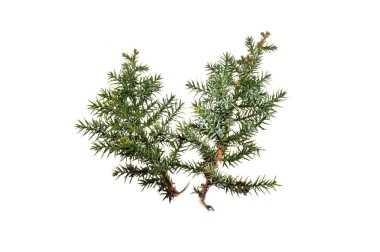 Beyaz arkaplanda yeşil dal izole edildi